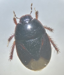 Microporus nigrita