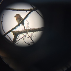 Malacoptila mystacalis