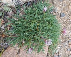 Trifolium dasyphyllum