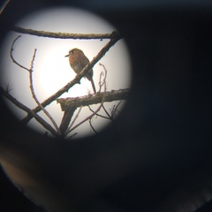 Malacoptila mystacalis