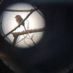 Malacoptila mystacalis