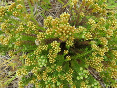 Helichrysum niveum