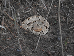 Bothrops moojeni