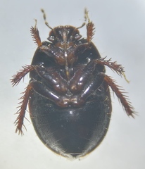 Microporus nigrita