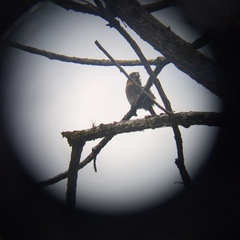 Malacoptila mystacalis