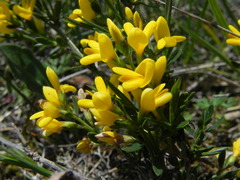 Genista januensis