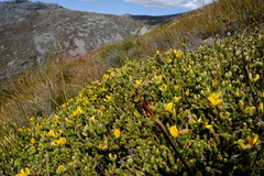 Aspalathus triquetra