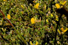 Aspalathus triquetra