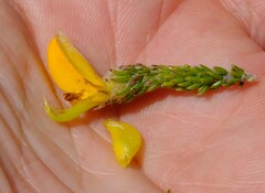 Aspalathus triquetra