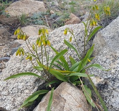 Senecio bigelovii