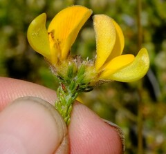 Aspalathus triquetra