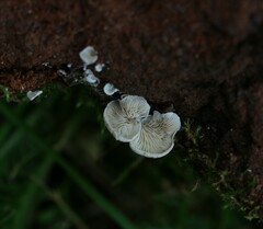 Panellus mitis