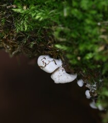 Panellus mitis