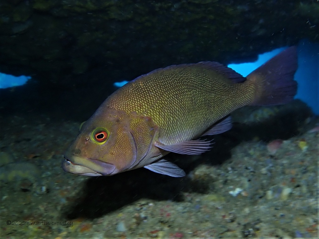 Black-Arse Cod