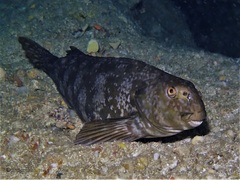 Aplodactylus westralis