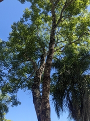 Handroanthus heptaphyllus