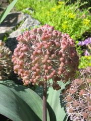 Allium karataviense