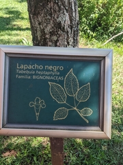 Handroanthus heptaphyllus