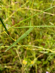 Tetrarrhena juncea