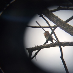 Malacoptila mystacalis