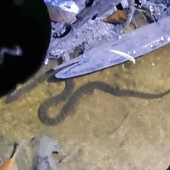 Cerberus schneiderii