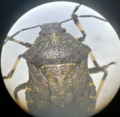 Rhacognathus punctatus