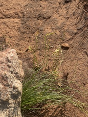 Bulbine favosa