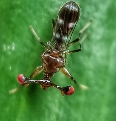 Megalabops quadriguttata