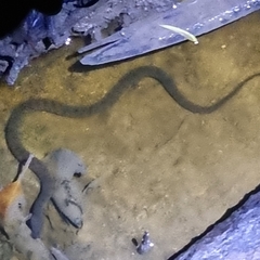 Cerberus schneiderii