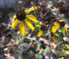 Rudbeckia hirta