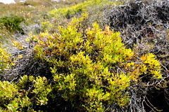 Leucadendron glaberrimum glaberrimum