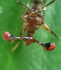 Megalabops quadriguttata