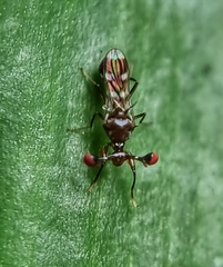 Megalabops quadriguttata