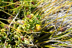 Leucadendron glaberrimum glaberrimum