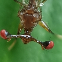 Megalabops quadriguttata