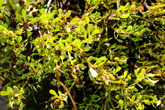 Leucadendron glaberrimum glaberrimum