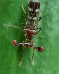 Megalabops quadriguttata