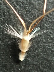 Rytidosperma setaceum