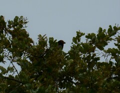 Lybius torquatus torquatus