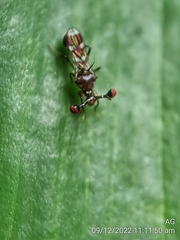 Megalabops quadriguttata