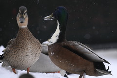 Anas platyrhynchos domesticus