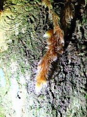 Davallia trichomanoides
