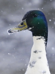 Anas platyrhynchos domesticus