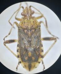 Stictopleurus abutilon