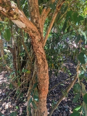 Campomanesia guazumifolia