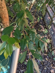 Campomanesia guazumifolia