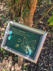 Campomanesia guazumifolia
