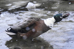 Anas platyrhynchos domesticus