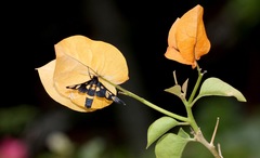Amata sperbius