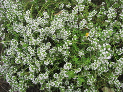 Thymus × citriodorus